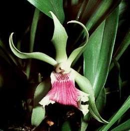 Cochleanthes aromatica.jpg