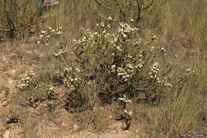 Acantholippia seriphioides.JPG