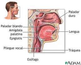 Anatomía de la garganta.jpg