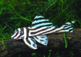 Hypancistrus zebra.JPG