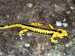 Salamandra comun.jpg