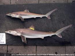 Carcharhinus signatus.jpg