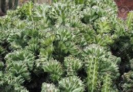 Euphorbia lactea cristata.jpg