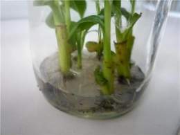 Plantas in vitro.jpg