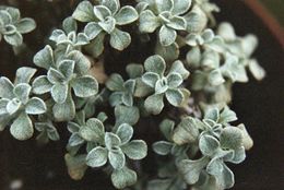 Helichrysum confertum.jpg