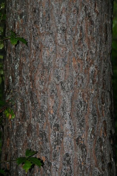 Archivo:Pinus virginiana 4.jpg