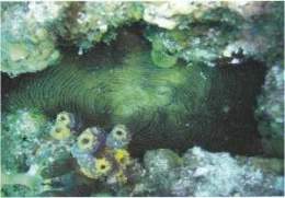 Coral Punteado.jpg