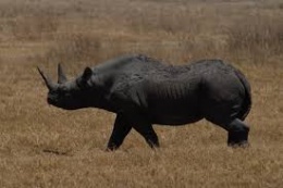 Rinoceronte negro.jpeg