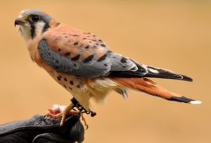 Cernícalo (Falco Sparverius).jpg