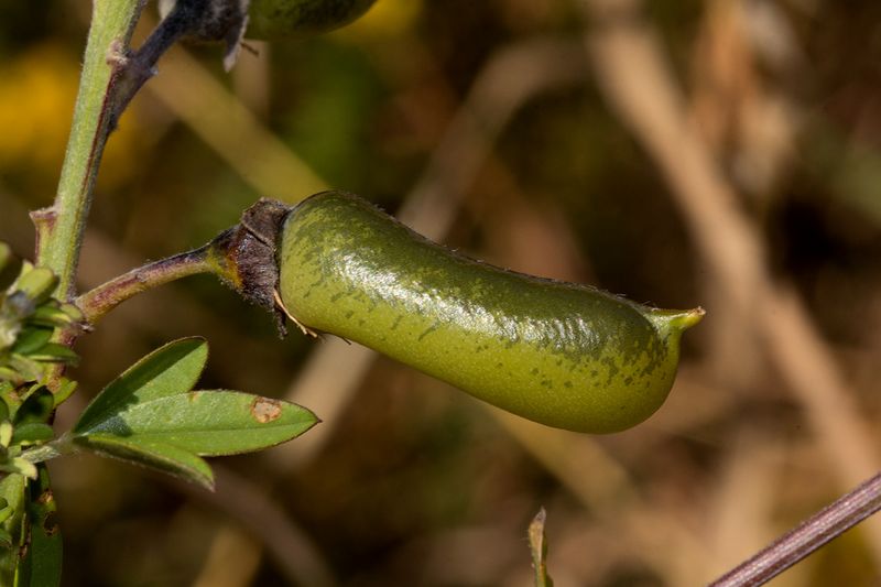 Archivo:Crotalaria natalitia 3.jpg