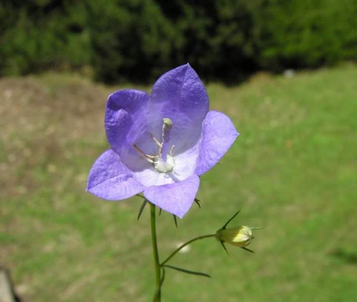 Archivo:Campanula marchesettii flor.jpg