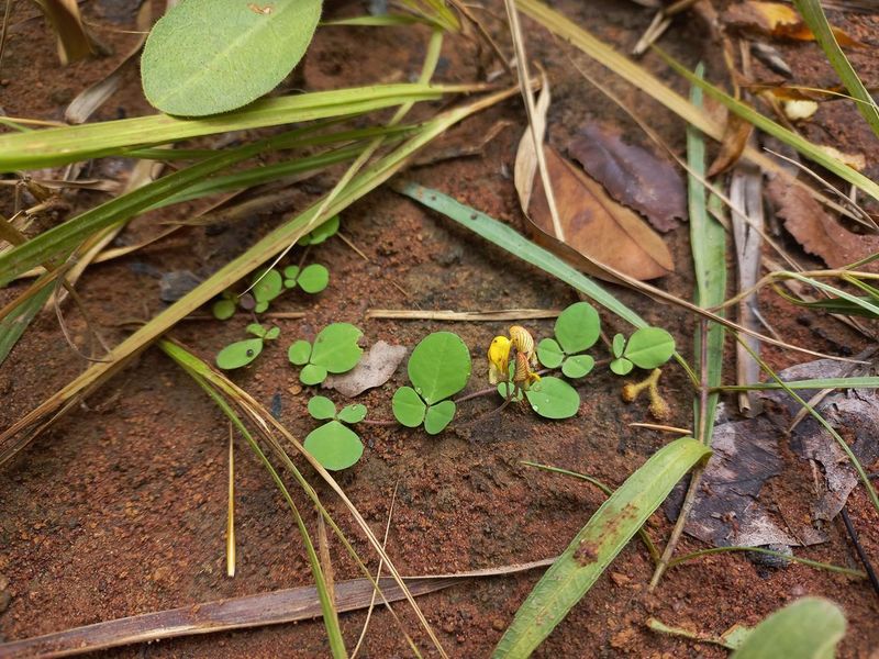 Archivo:Crotalaria sertulifera 1.jpg