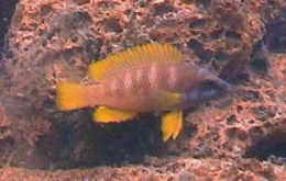 Neolamprologus mustax.JPG
