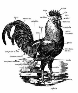 Morfologia del gallo fino.jpg