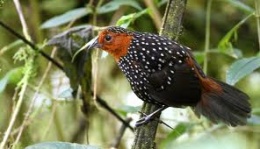 Tapaculo ocelado.jpeg