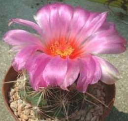 Thelocactus-bicolor.jpg