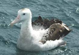 Albatros Antipodas.jpg