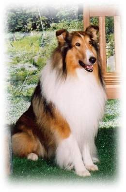 Lassie-perros-famosos.jpg