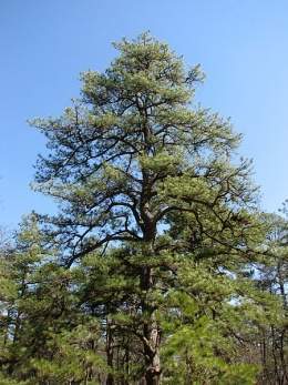 Pinus rigida.jpg