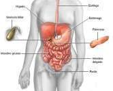 Sistema digestivo a.jpg