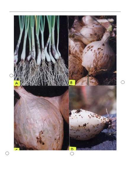 Archivo:Alternaria porri-1.jpg