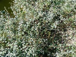 Salix arenaria.jpg