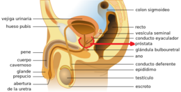 Ubicación Prostata en anatomía masculina.svg.png