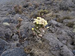 Helichrysum mannii.jpg
