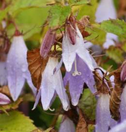 Campanula odontosepala.jpg