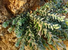 Crotalaria similis.jpg