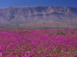 Desierto-Florido.Atacama.jpg
