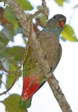 Red-billed-parrot.jpg
