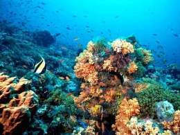 Arrecife de coral.2.jpg