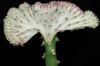Euphorbia lactea cristatas.jpg