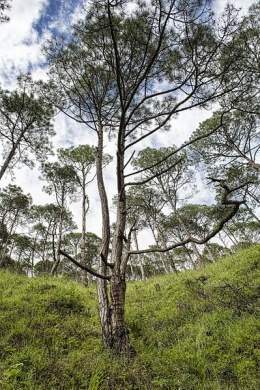 Pinus roxburghii.jpg