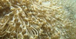 Unomia stolonifera (coral).jpg