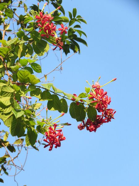 Archivo:Combretum indicum 4.jpg
