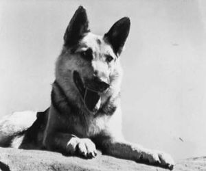 Rin-tin-tin-port.jpg