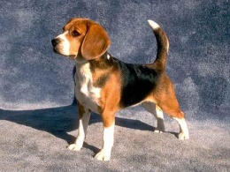 El Beagle.JPG