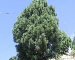 Pinus gerardiana.jpg