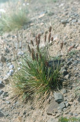 Koeleria asiatica.jpg