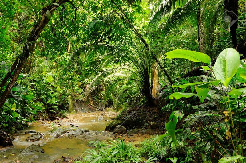 Archivo:Selva.jpg