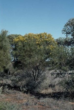 Acacia melvillei.jpg
