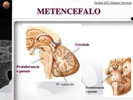 Metencéfalo.jpg