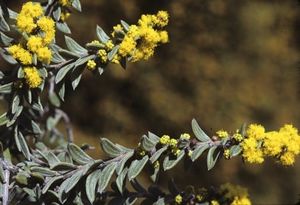 Acacia deflexa.jpg