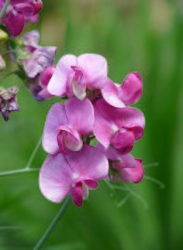 Vetch-Fabaceae-Vicia-Free-Image-Faboideae-Flora-Le-4629.jpg