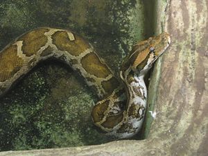 Python-molurus1.jpg