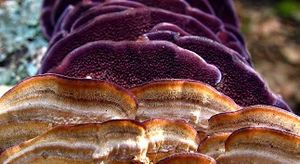 Trichaptum biforme.jpg