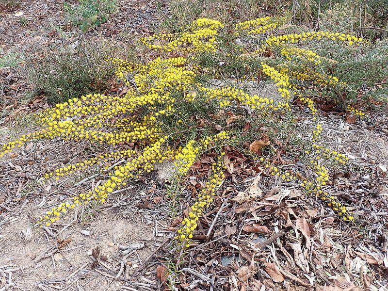 Archivo:Acacia declinata 1.jpg