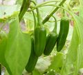 Jalapec3b1os-5.jpg
